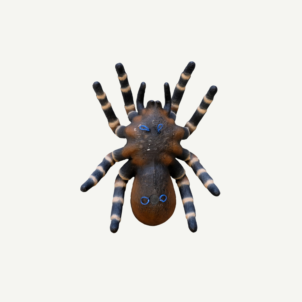Leitold Vogelspinne