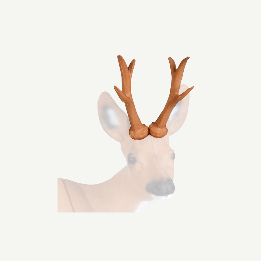 100511 IBB 3D Tier Gehörn